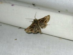 Euchalcia modestoides