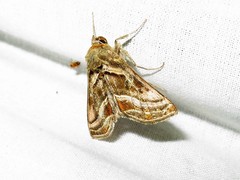 Euchalcia modestoides