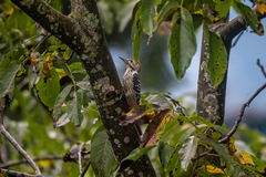 Dendrocoptes auriceps