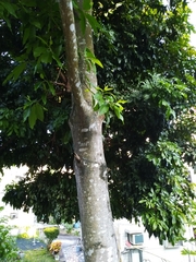 Magnolia × alba