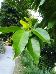 Magnolia × alba