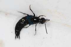 Philonthus caeruleipennis