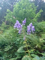 Aconitum degenii