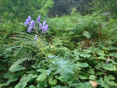 Aconitum degenii