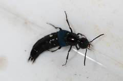 Philonthus caeruleipennis
