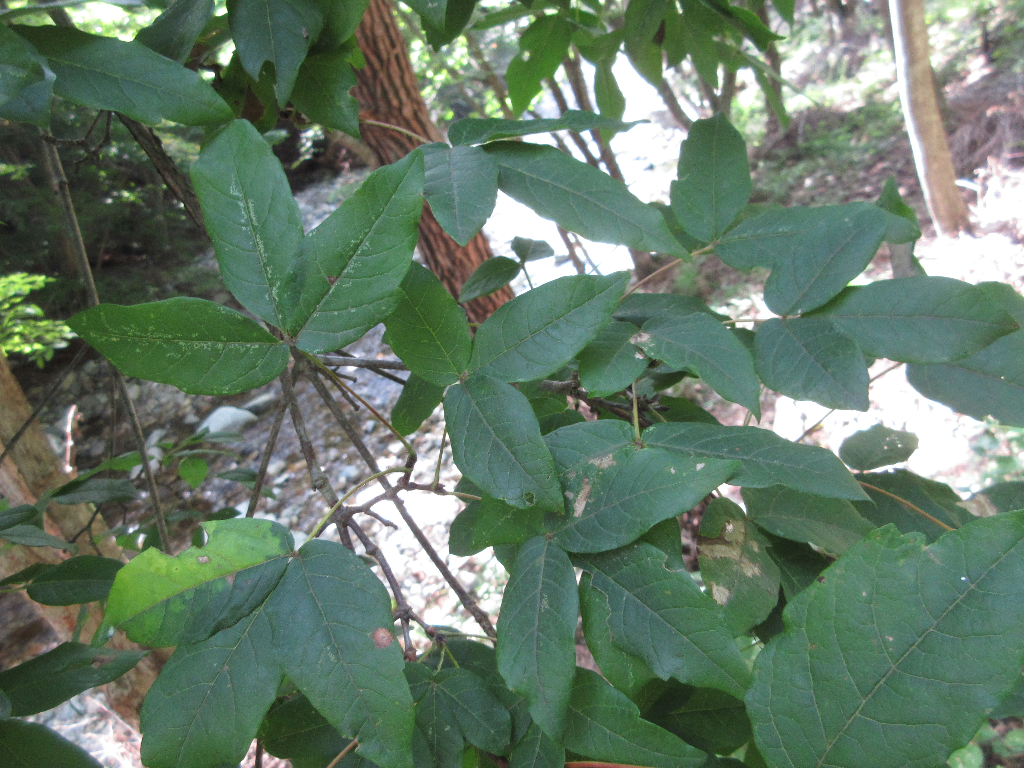 Three Flowered Maple From On August 17 2020 By   Large 