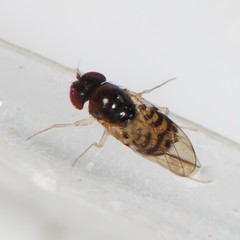 Mycodrosophila