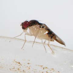 Mycodrosophila