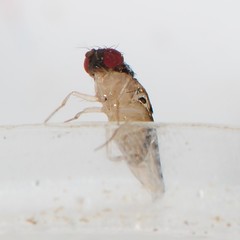 Mycodrosophila