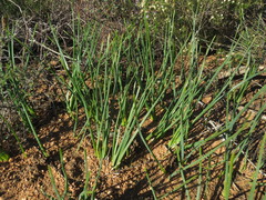 Trachyandra chlamydophylla