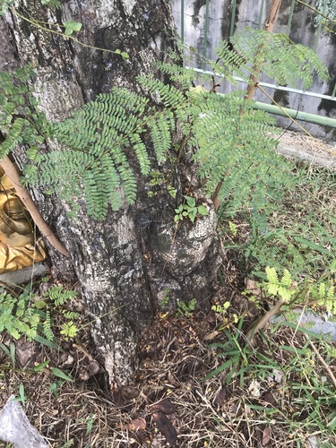 Peltophorum pterocarpum