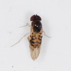 Mycodrosophila