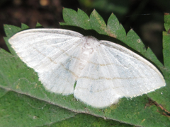 Ditrigona conflexaria
