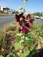 Alcea rosea