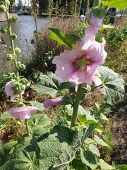 Alcea rosea