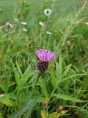 Centaurea jacea