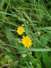 Crepis capillaris