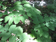 Aralia continentalis