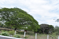 Enterolobium cyclocarpum