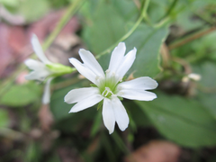 Silene seoulensis
