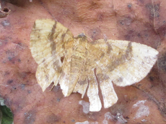 Devenilia corearia