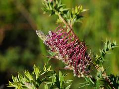 Grevillea acanthifolia