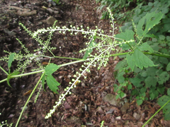 Actaea dahurica