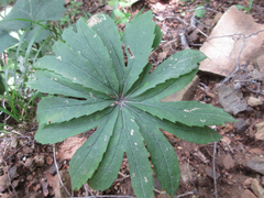 Syneilesis palmata