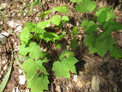 Ainsliaea acerifolia