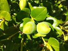 Carissa macrocarpa