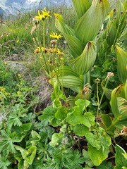 Doronicum macrophyllum
