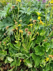 Doronicum macrophyllum