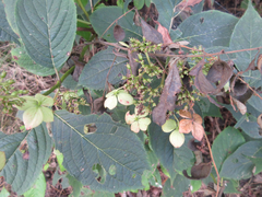 Hydrangea serrata