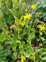 Doronicum macrophyllum