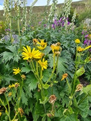 Doronicum macrophyllum
