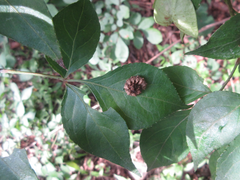 Staphylea bumalda