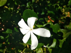 Carissa macrocarpa