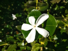 Carissa macrocarpa