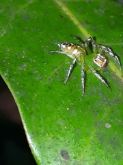 Epeus indicus