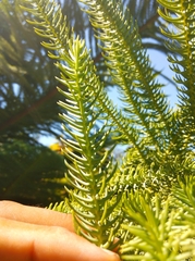 Araucaria heterophylla