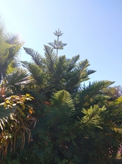 Araucaria heterophylla