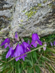 Campanula collina