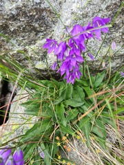 Campanula collina