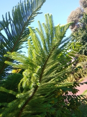 Araucaria heterophylla