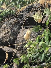 Gallotia caesaris gomerae