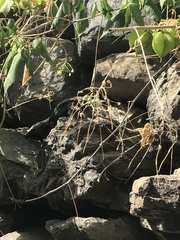 Gallotia caesaris gomerae