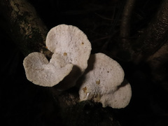 Postia tephroleuca