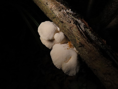 Postia tephroleuca