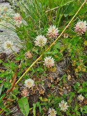 Trifolium ambiguum