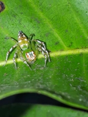 Epeus indicus